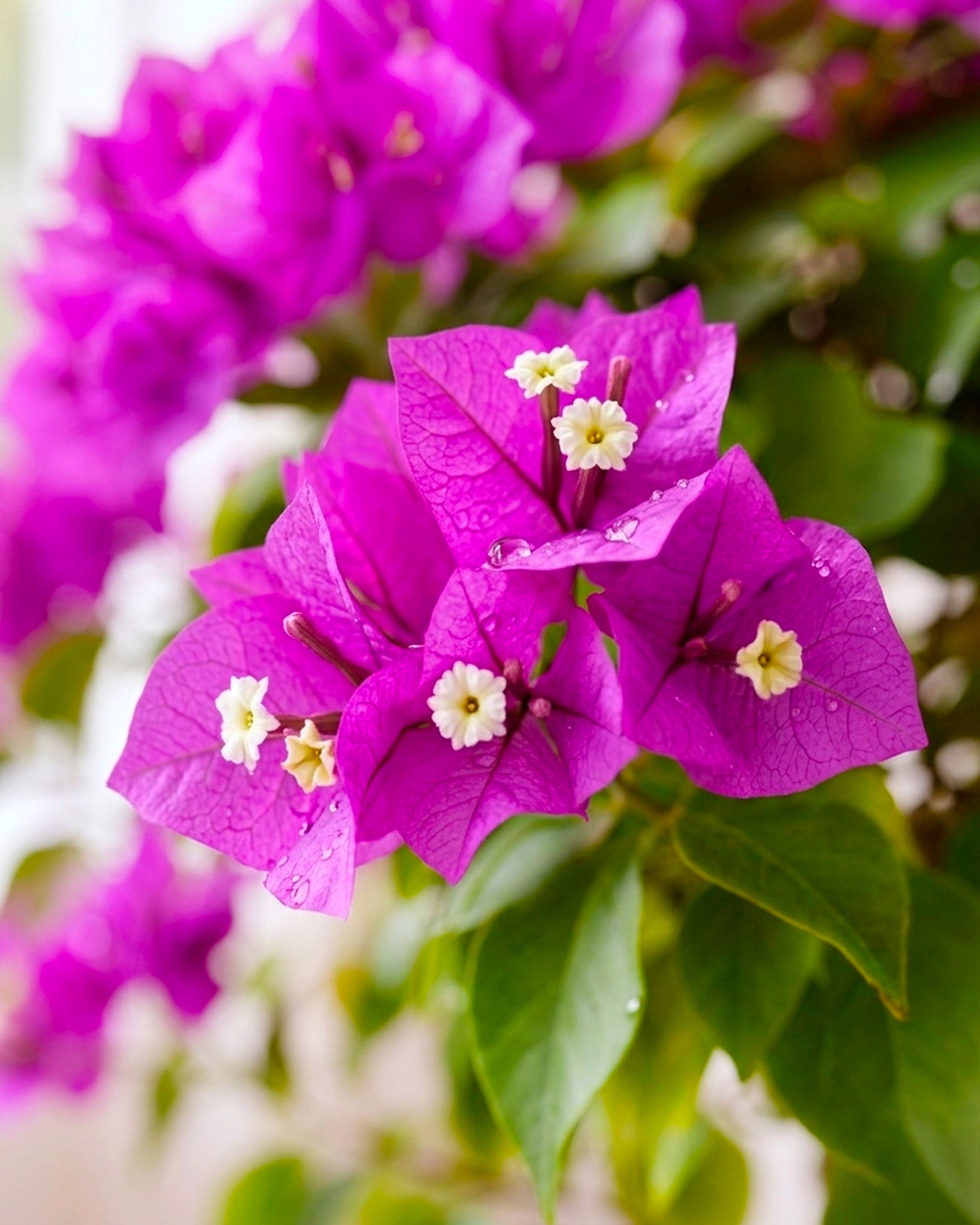 Bougainvillea | 三角梅