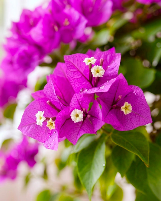 Bougainvillea | 三角梅