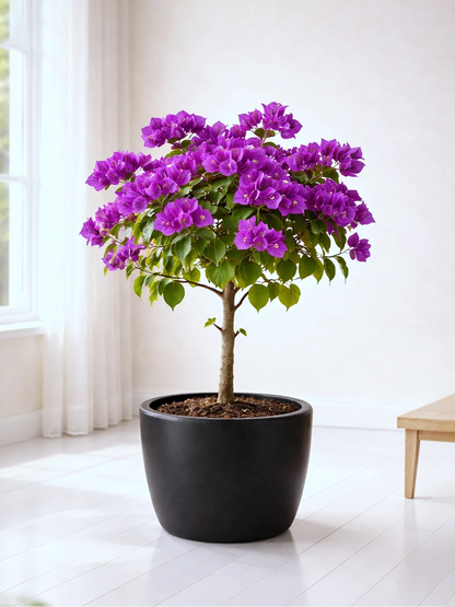 Bougainvillea | 三角梅