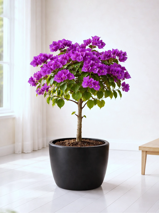 Bougainvillea | 三角梅
