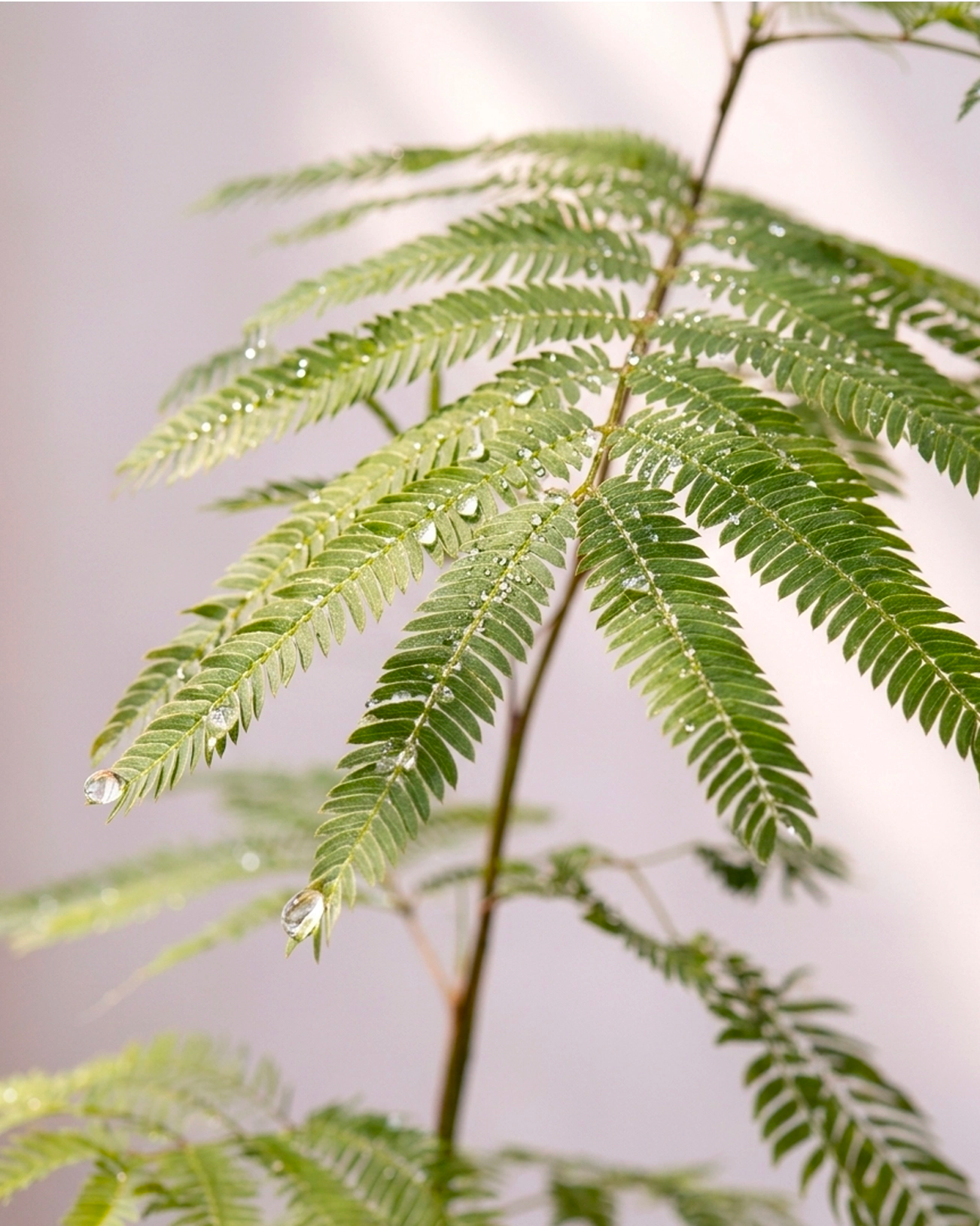 Brazilian Fern Tree｜密葉猴耳環