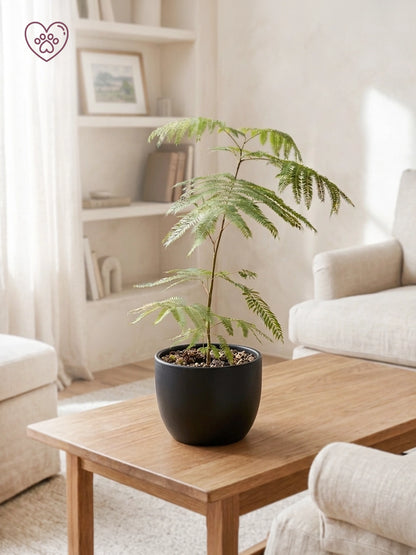 Brazilian Fern Tree｜密葉猴耳環