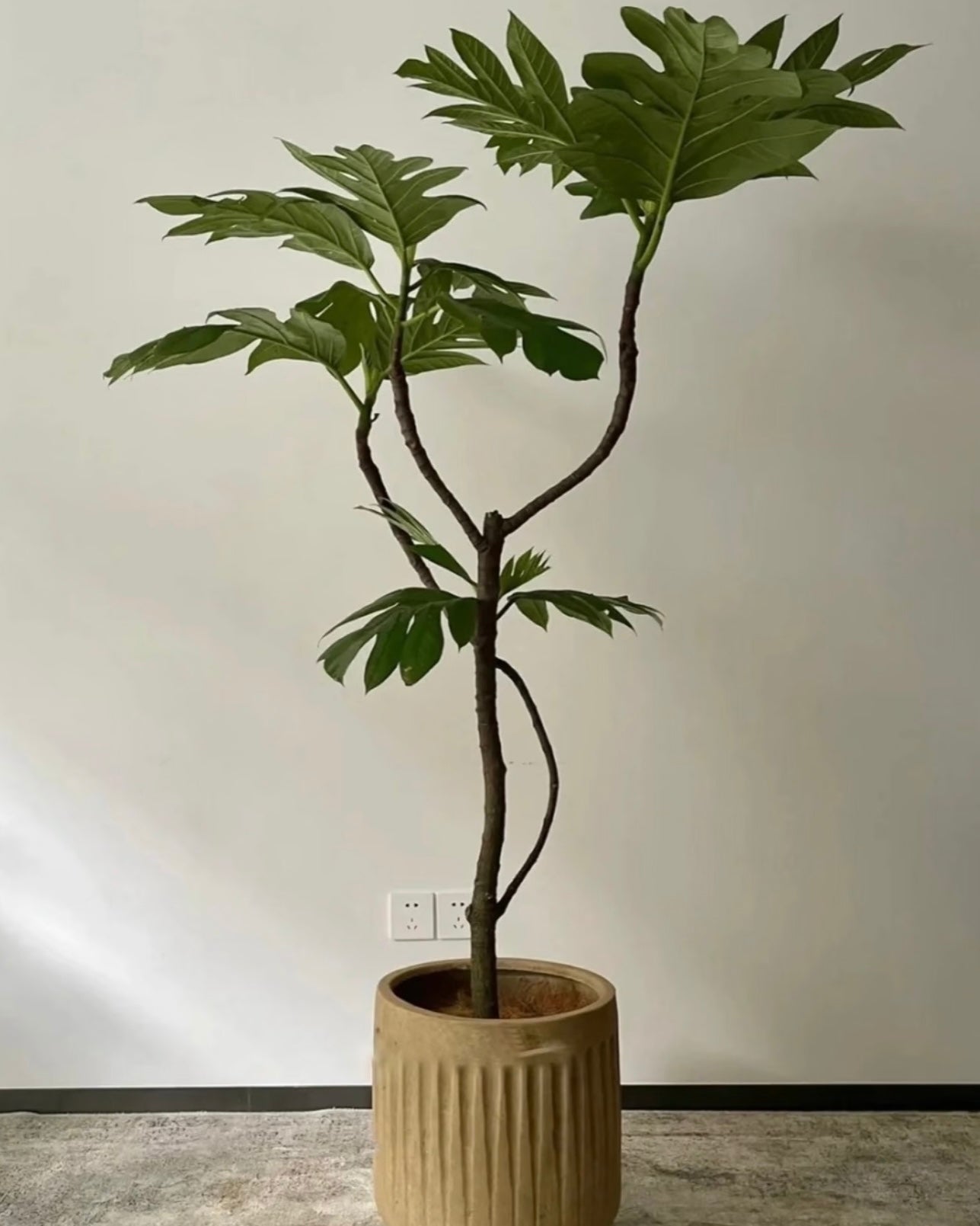 Styled Breadfruit Tree | 造型麵包樹