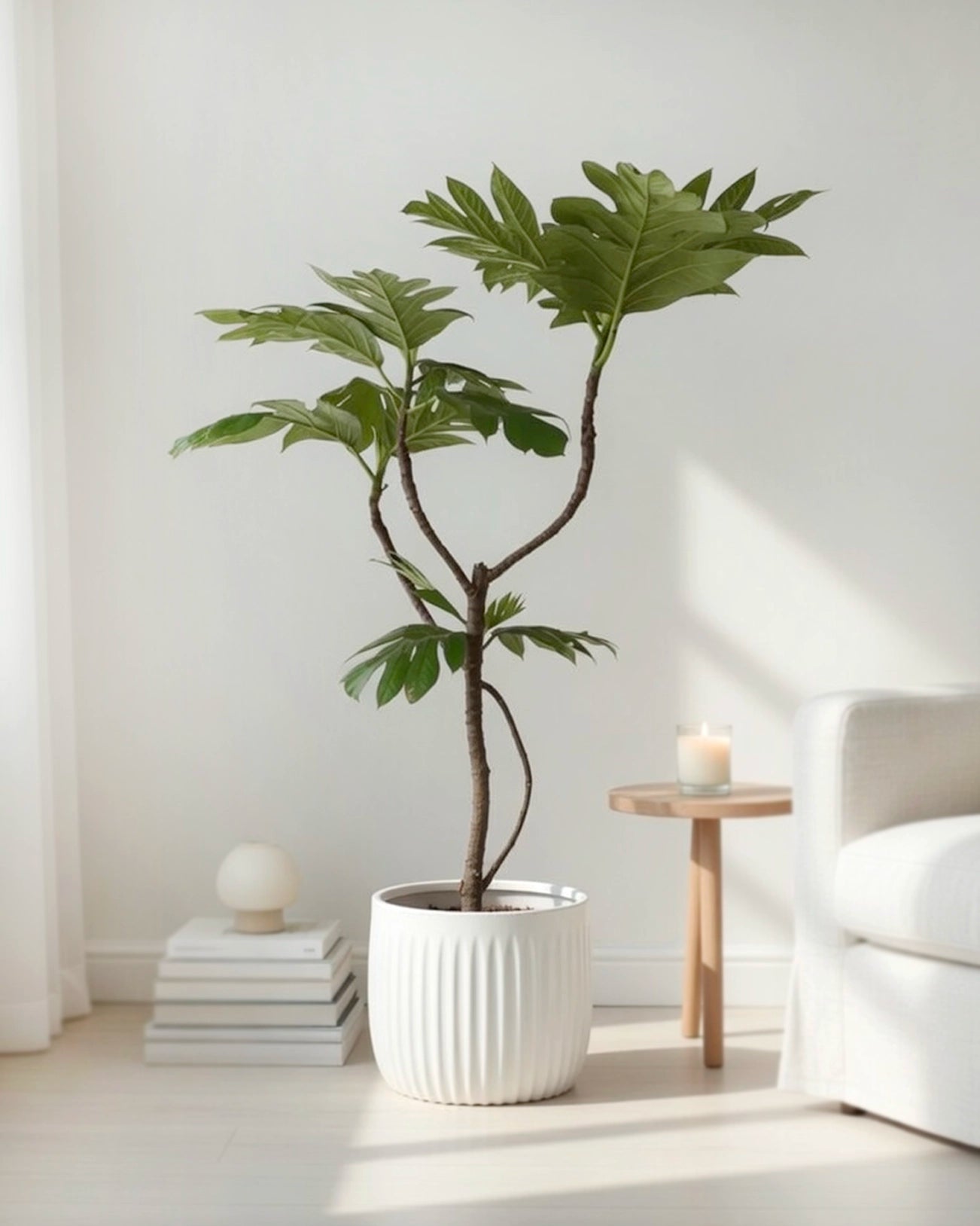 Styled Breadfruit Tree | 造型麵包樹