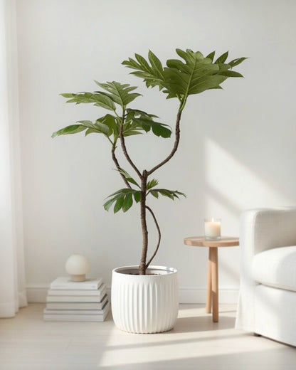 Styled Breadfruit Tree | 造型麵包樹