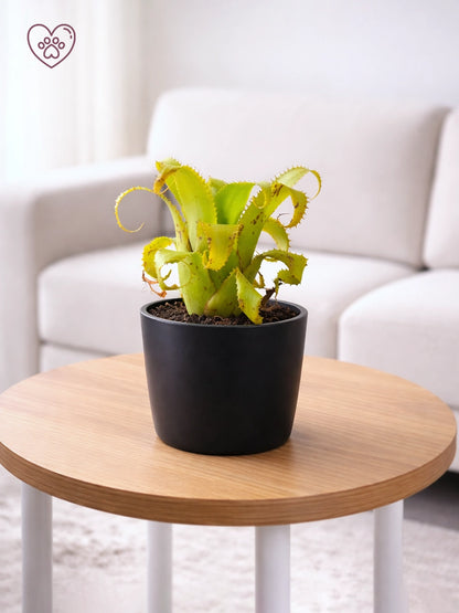 Bromeliad | 積水鳳梨