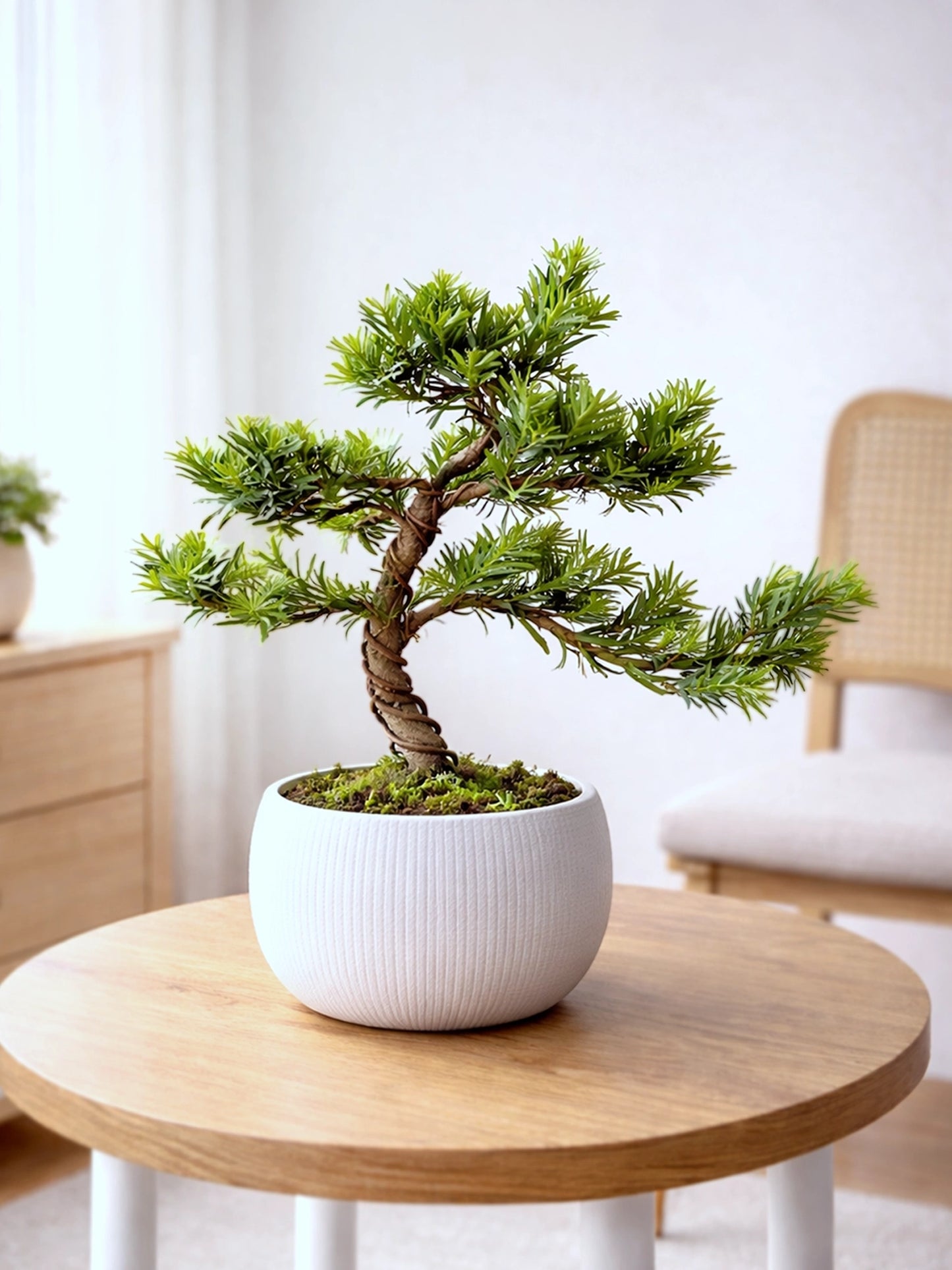 Buddhist Pine | 羅漢松