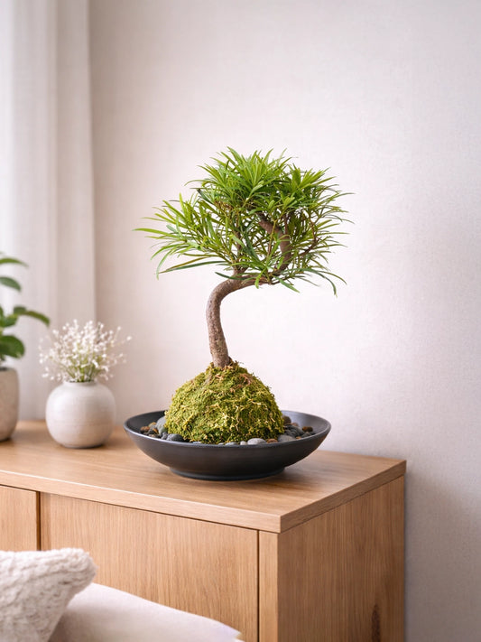Buddhist Pine (Podocarpus) Kokedama | 羅漢松苔蘚球