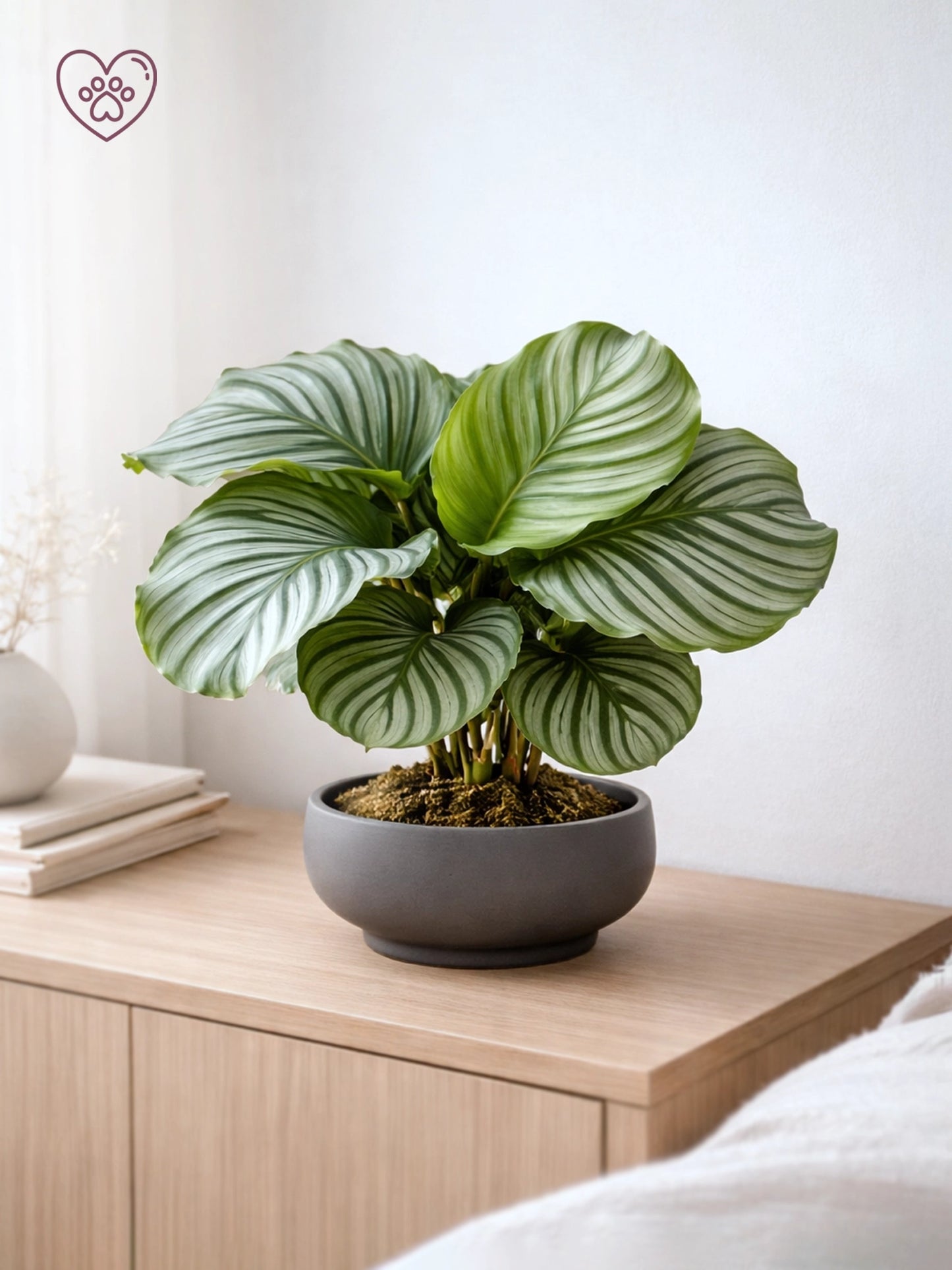 Calathea Orbifolia | 蘋果竹芋