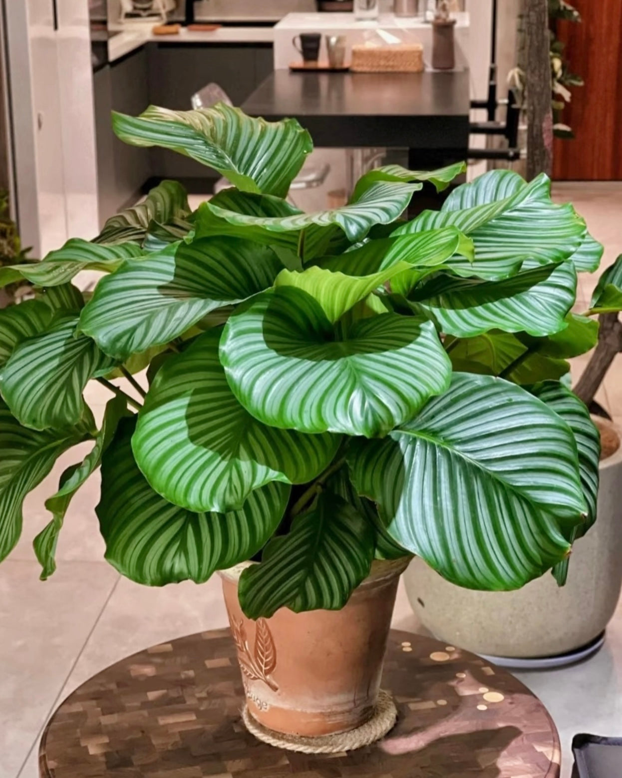 Calathea Orbifolia | 蘋果竹芋