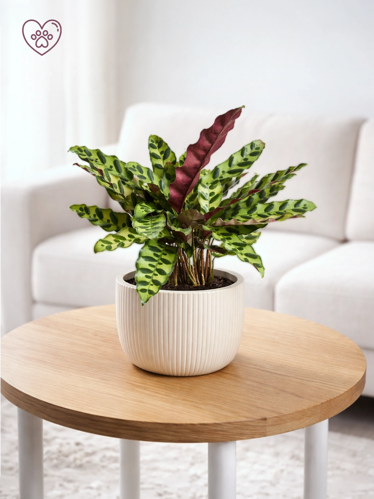 Calathea ‘Burle Marx’ | 貓眼竹芋