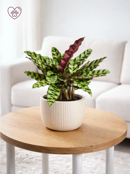 Calathea ‘Burle Marx’ | 貓眼竹芋