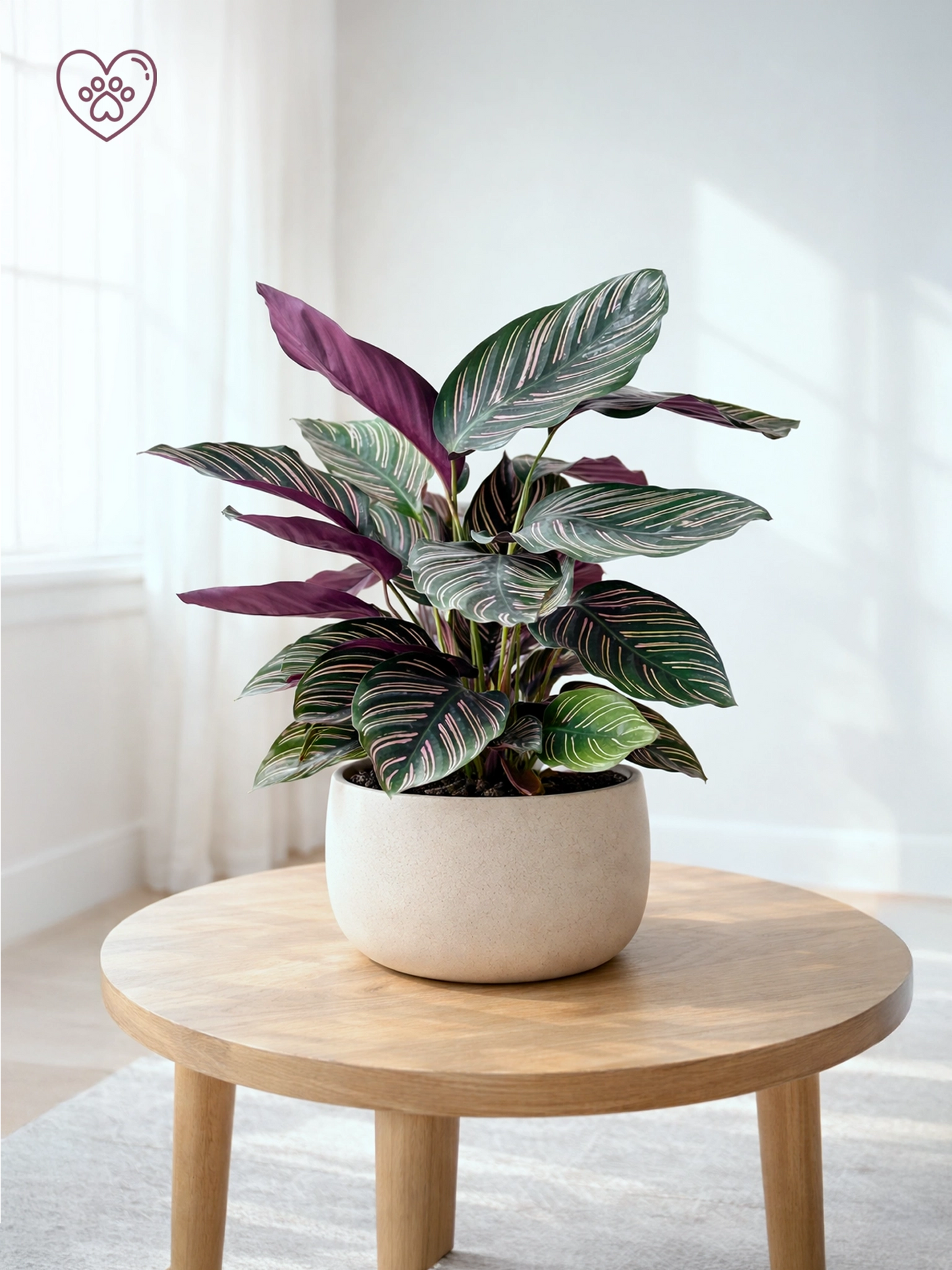 Calathea ‘Freddie’ | 雙線竹芋