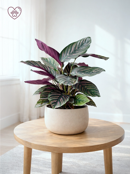 Calathea ‘Freddie’ | 雙線竹芋