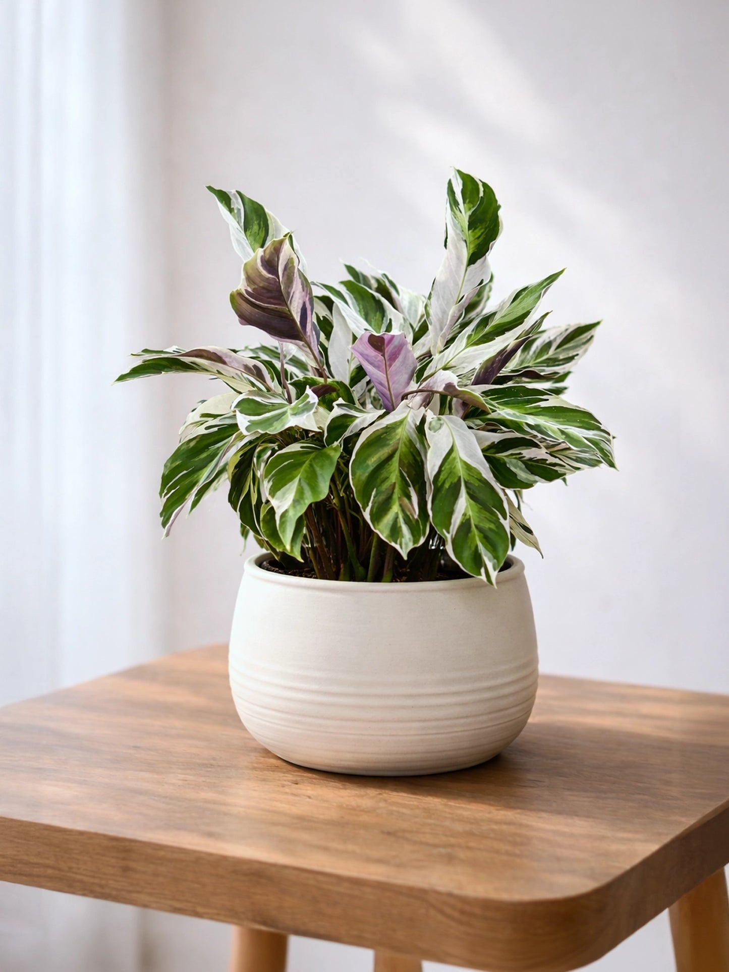 Calathea ‘White Fusion’ | 白油畫竹芋