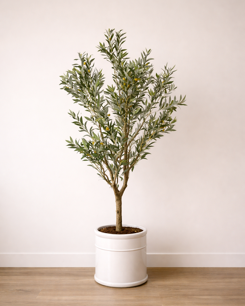 Olive Tree | 橄欖樹