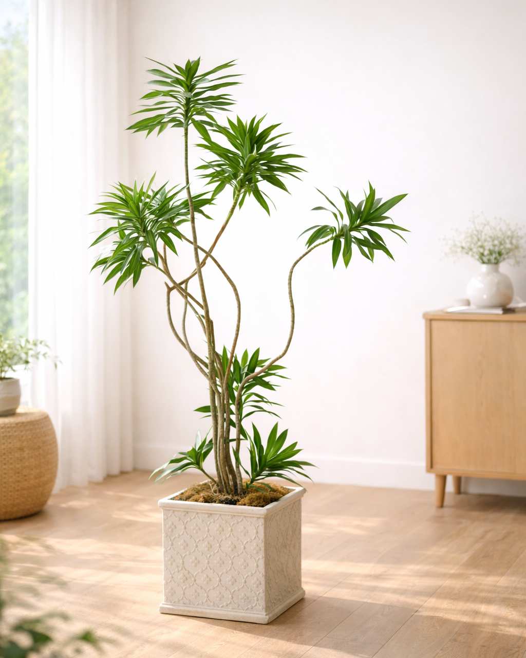 Styled Dracaena Reflexa | 造型百合竹