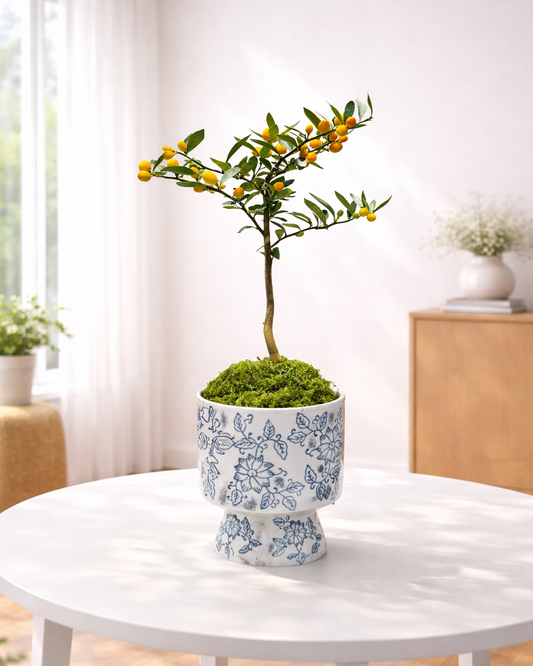 Mini Kamquat Tree｜迷你金豆樹