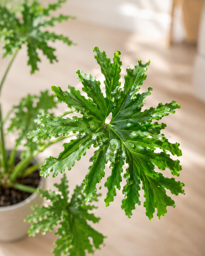 Philodendron bipinnatifidum | 龍鱗春羽