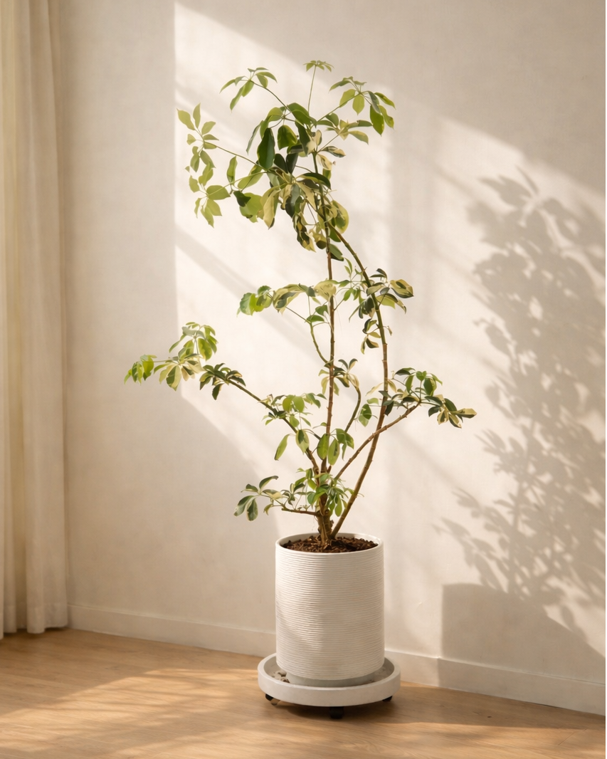 Schefflera heptaphylla | 花葉鴨腳木