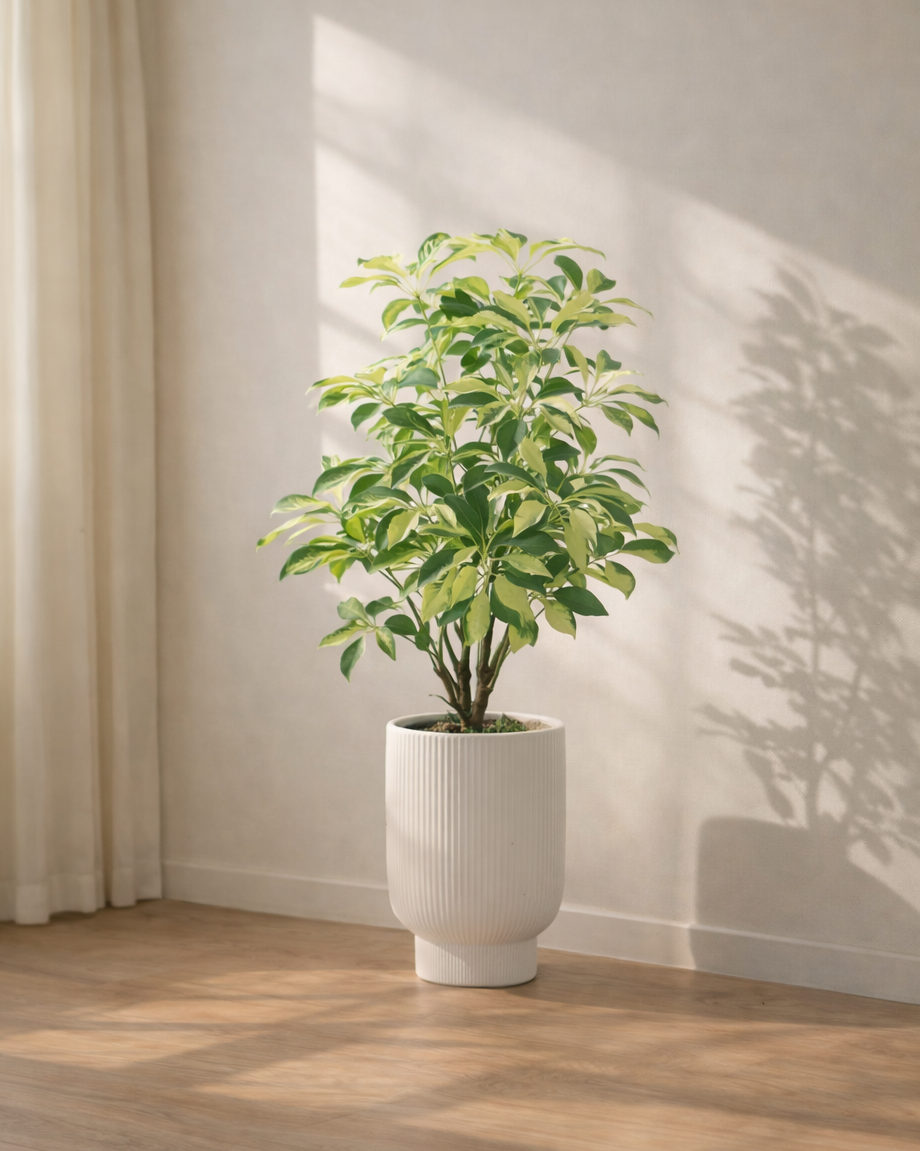 Schefflera heptaphylla | 花葉鴨腳木