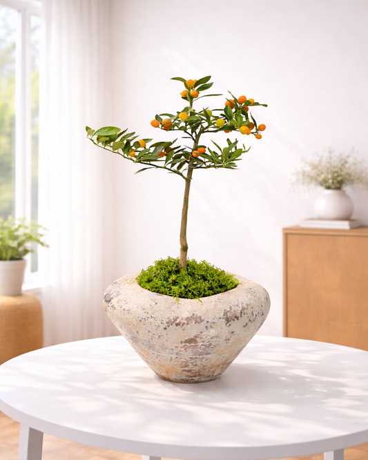 Kamquat Tree｜金豆樹