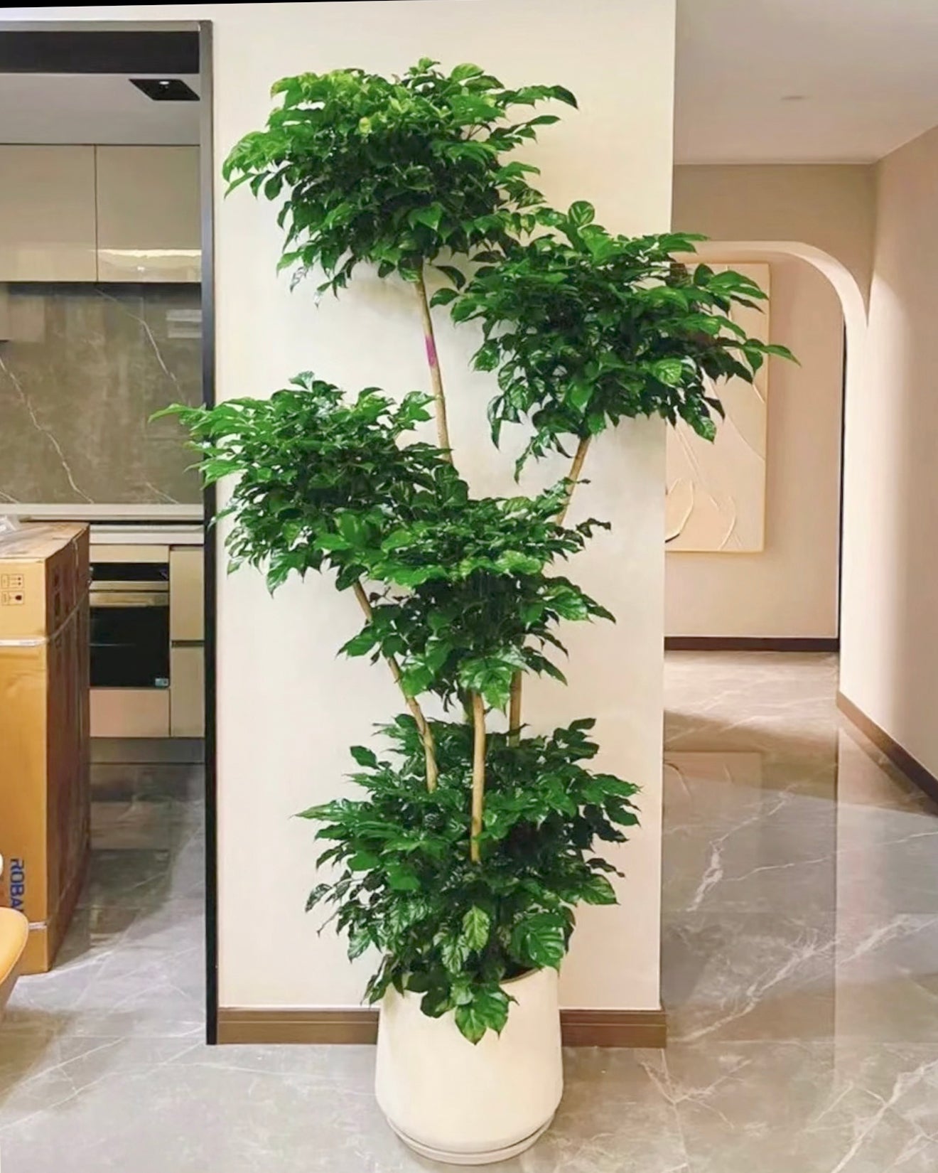 China Doll | 幸福樹