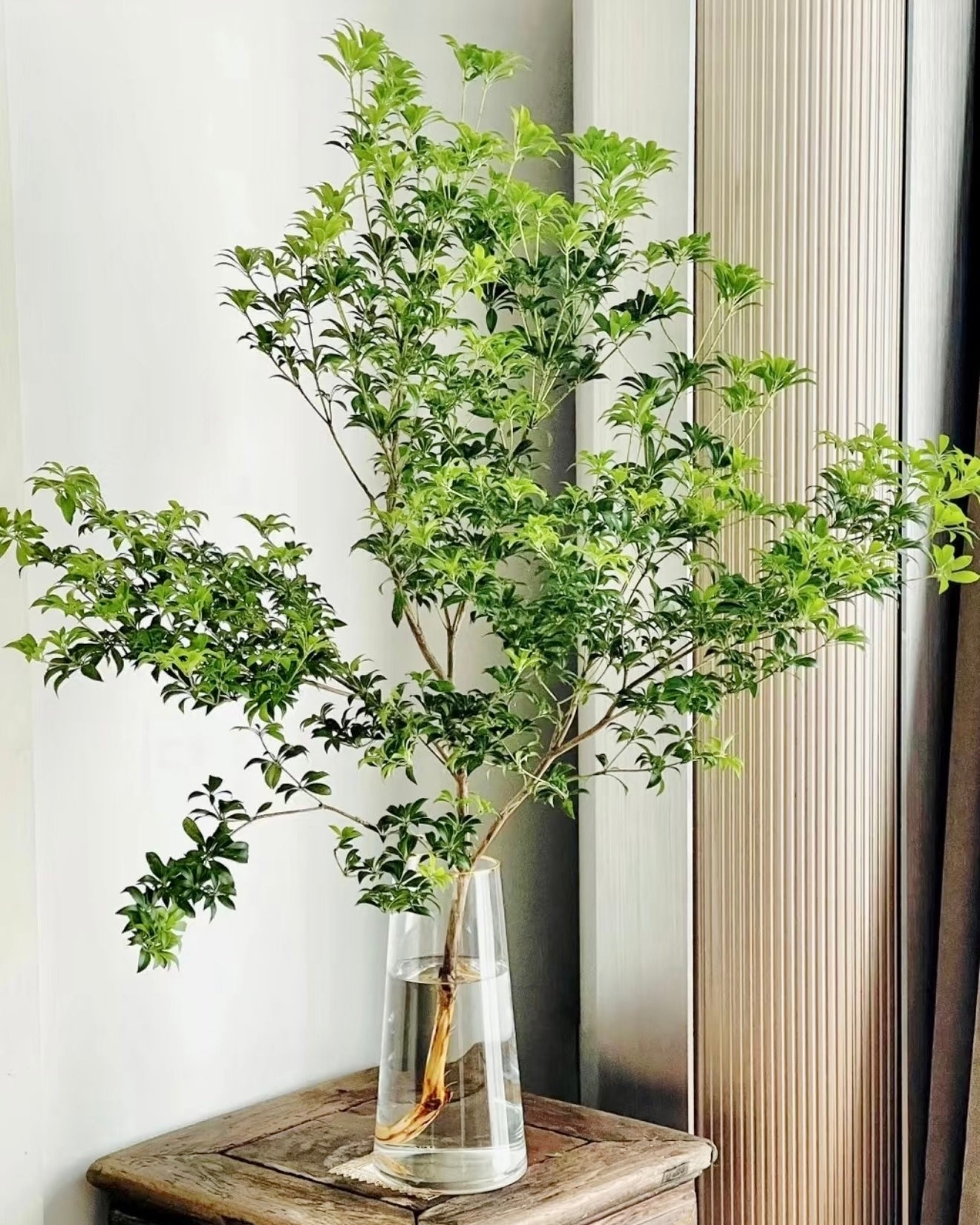 China Doll Plant | 馬醉木