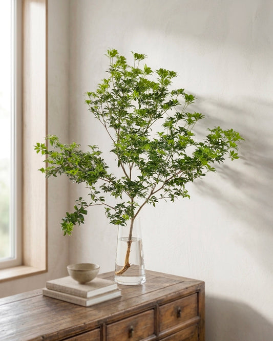 China Doll Plant | 馬醉木