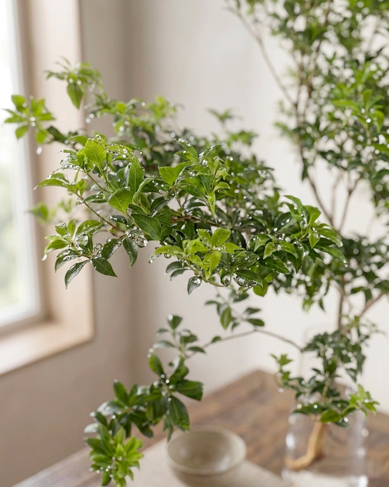 China Doll Plant | 馬醉木