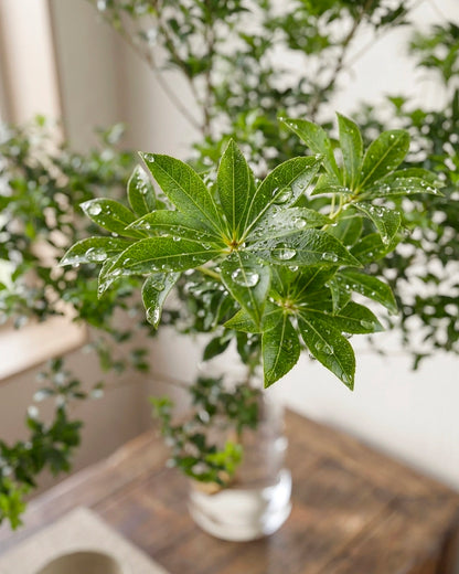 China Doll Plant | 馬醉木