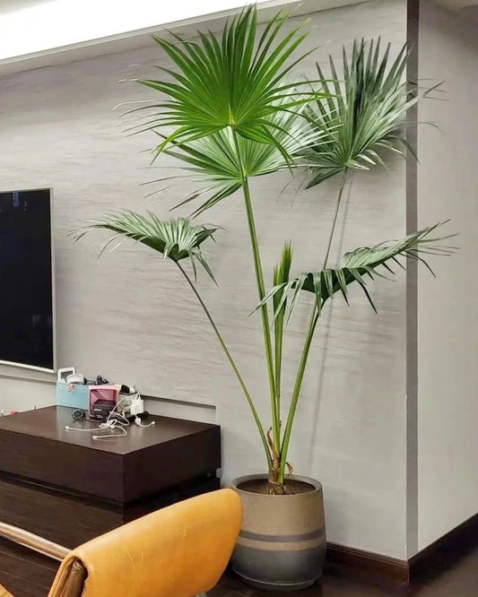Chinese Fan Palm | 蒲葵
