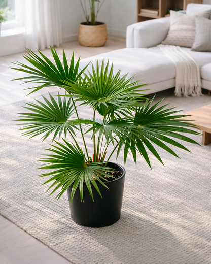 Chinese Fan Palm | 蒲葵