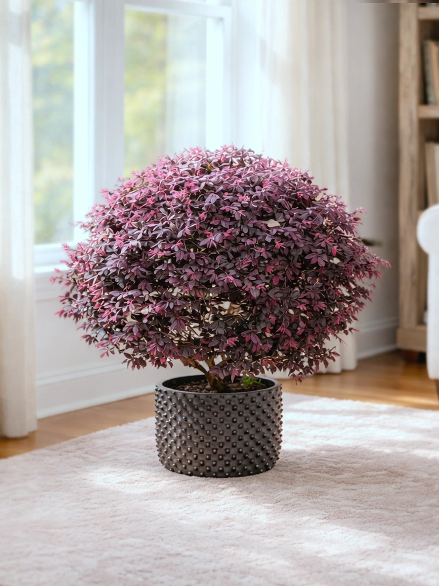 Chinese Fringe Flower | 紅繼木