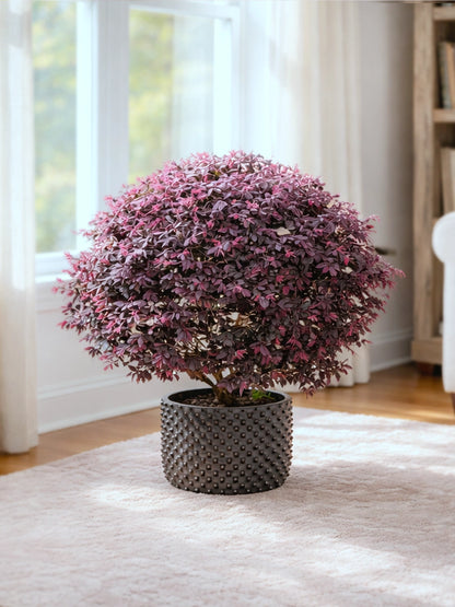 Chinese Fringe Flower | 紅繼木
