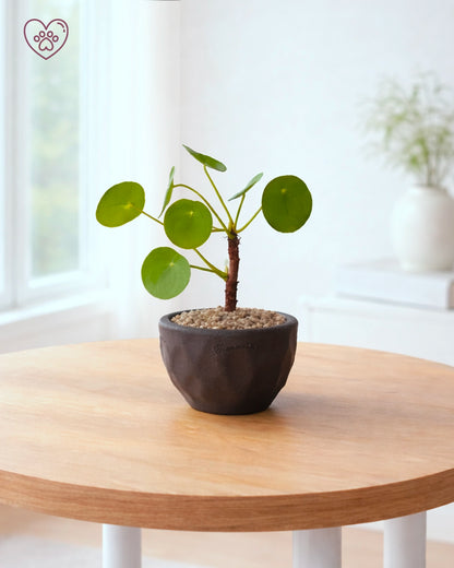 Chinese Money Plant | 鏡面草
