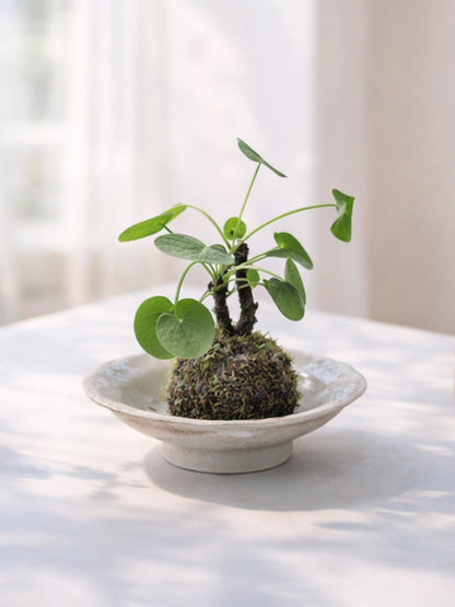 Chinese Money Plant Kokedama | 鏡面草苔蘚球
