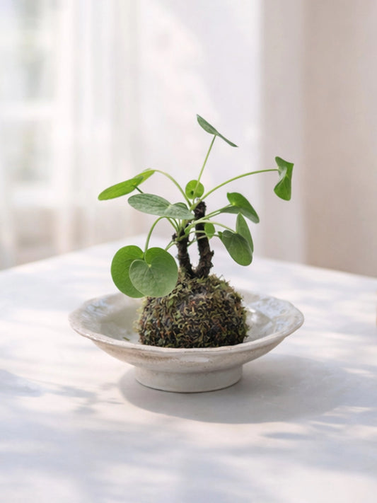 Chinese Money Plant Kokedama | 鏡面草苔蘚球
