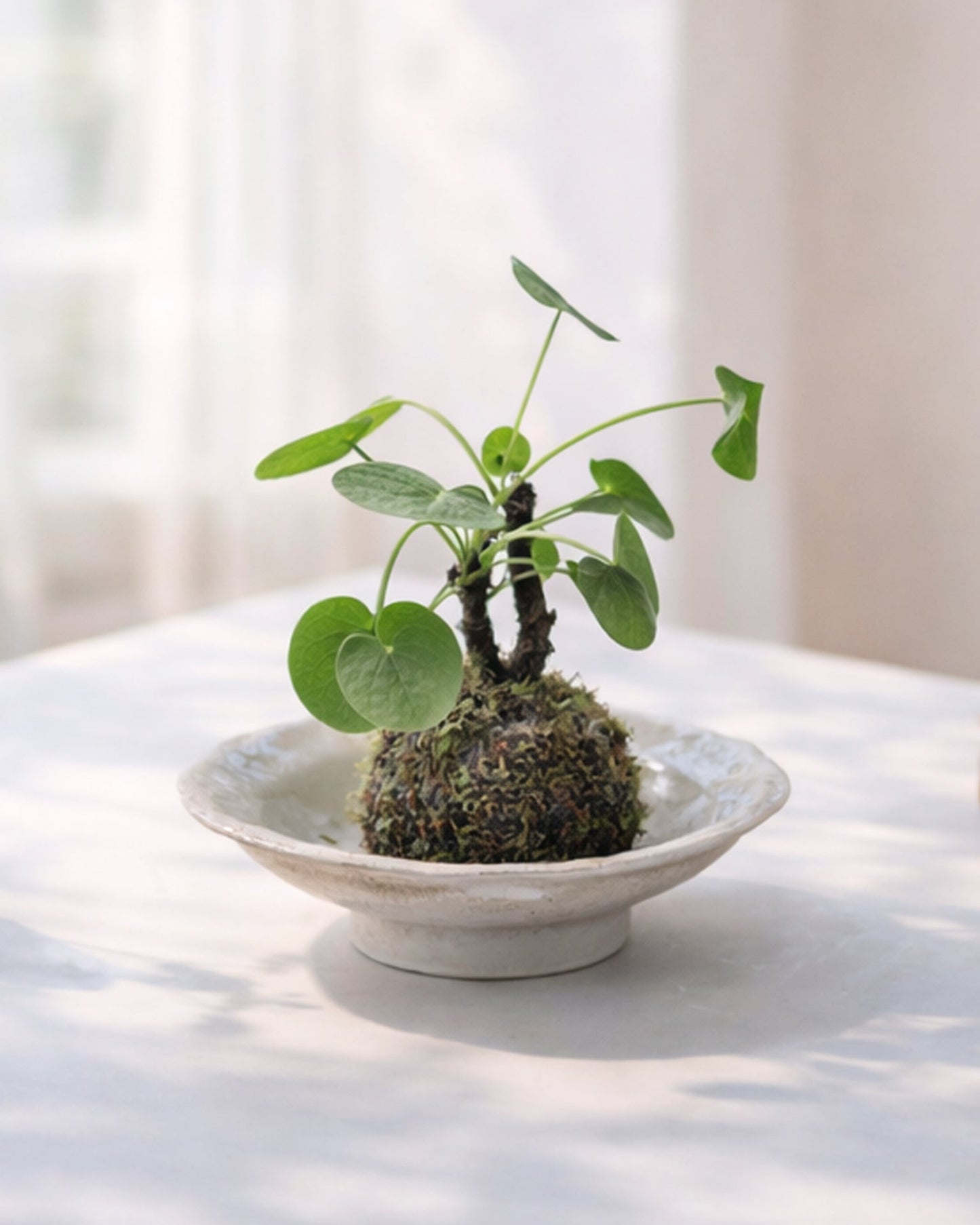 Chinese Money Plant Kokedama | 鏡面草苔蘚球