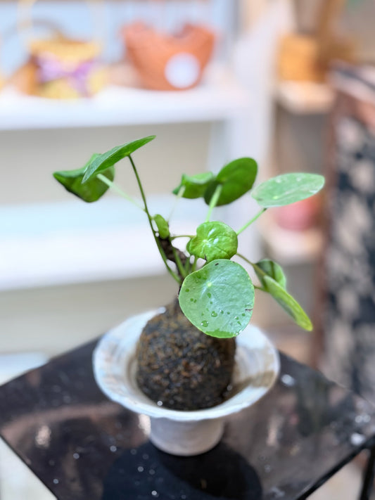 Chinese Money Plant Kokedama | 鏡面草苔蘚球