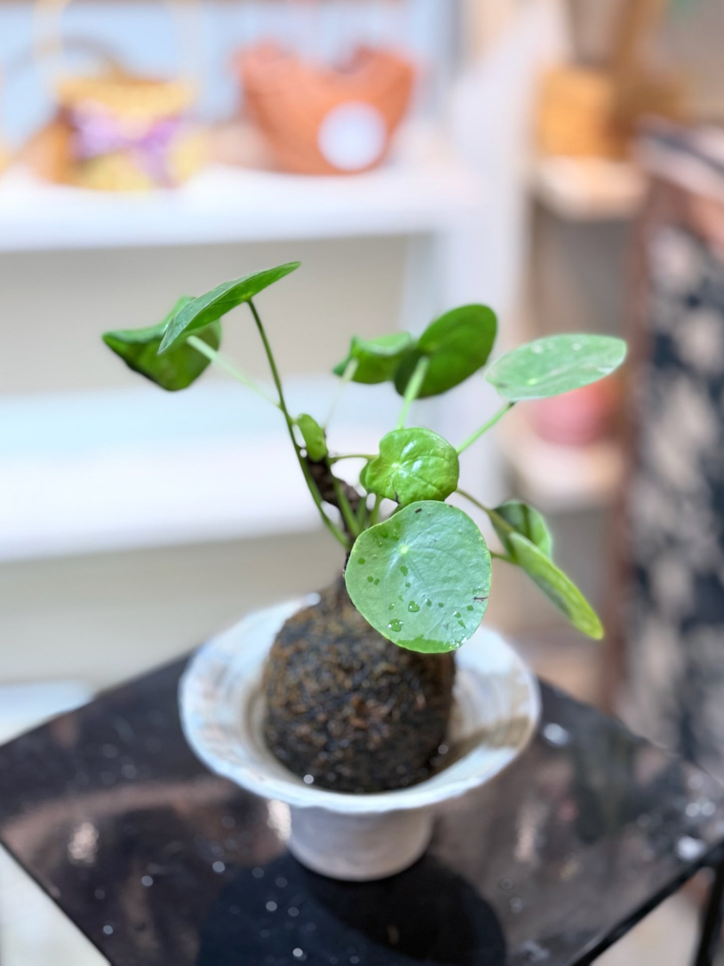 Chinese Money Plant Kokedama | 鏡面草苔蘚球