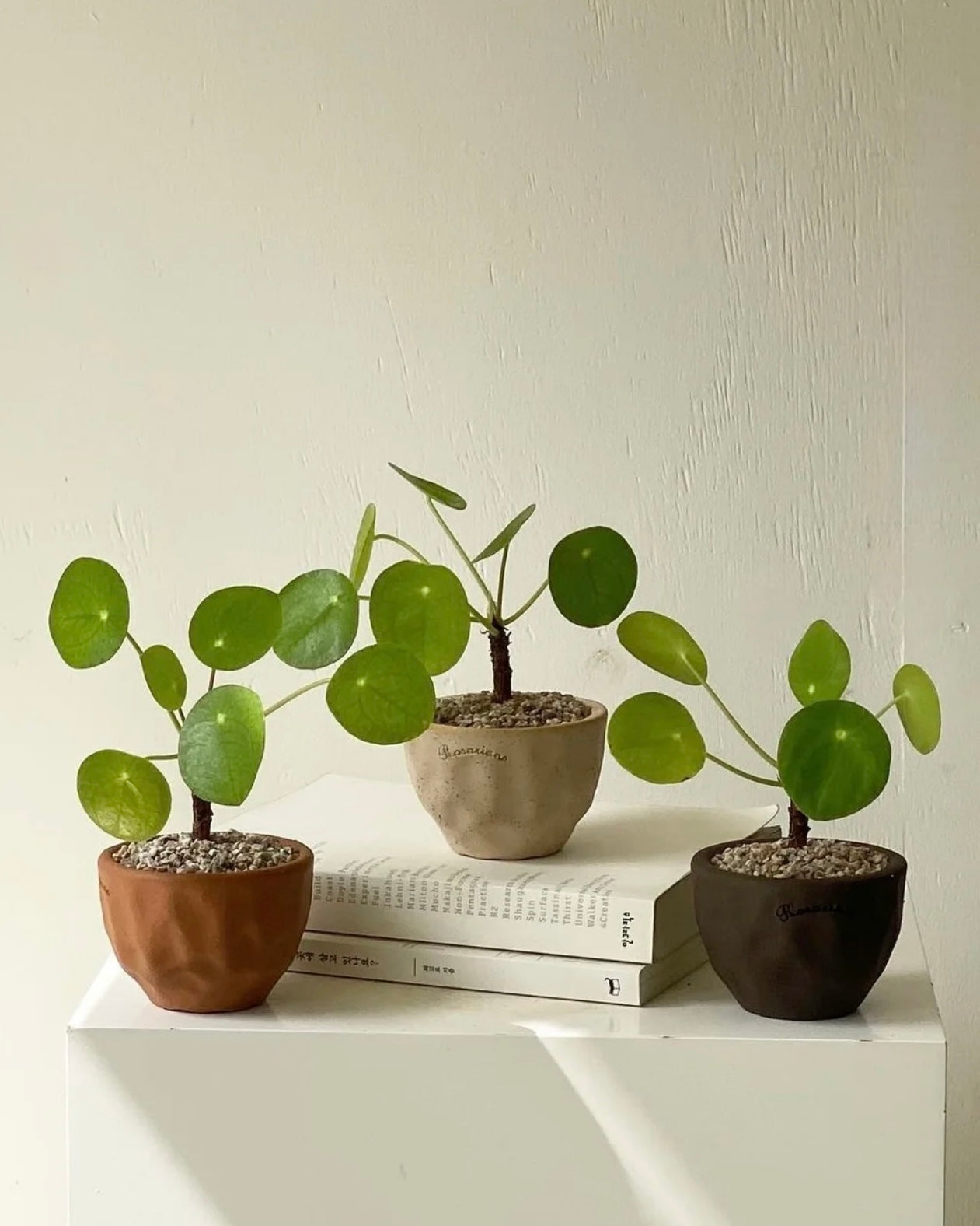 Chinese Money Plant | 鏡面草