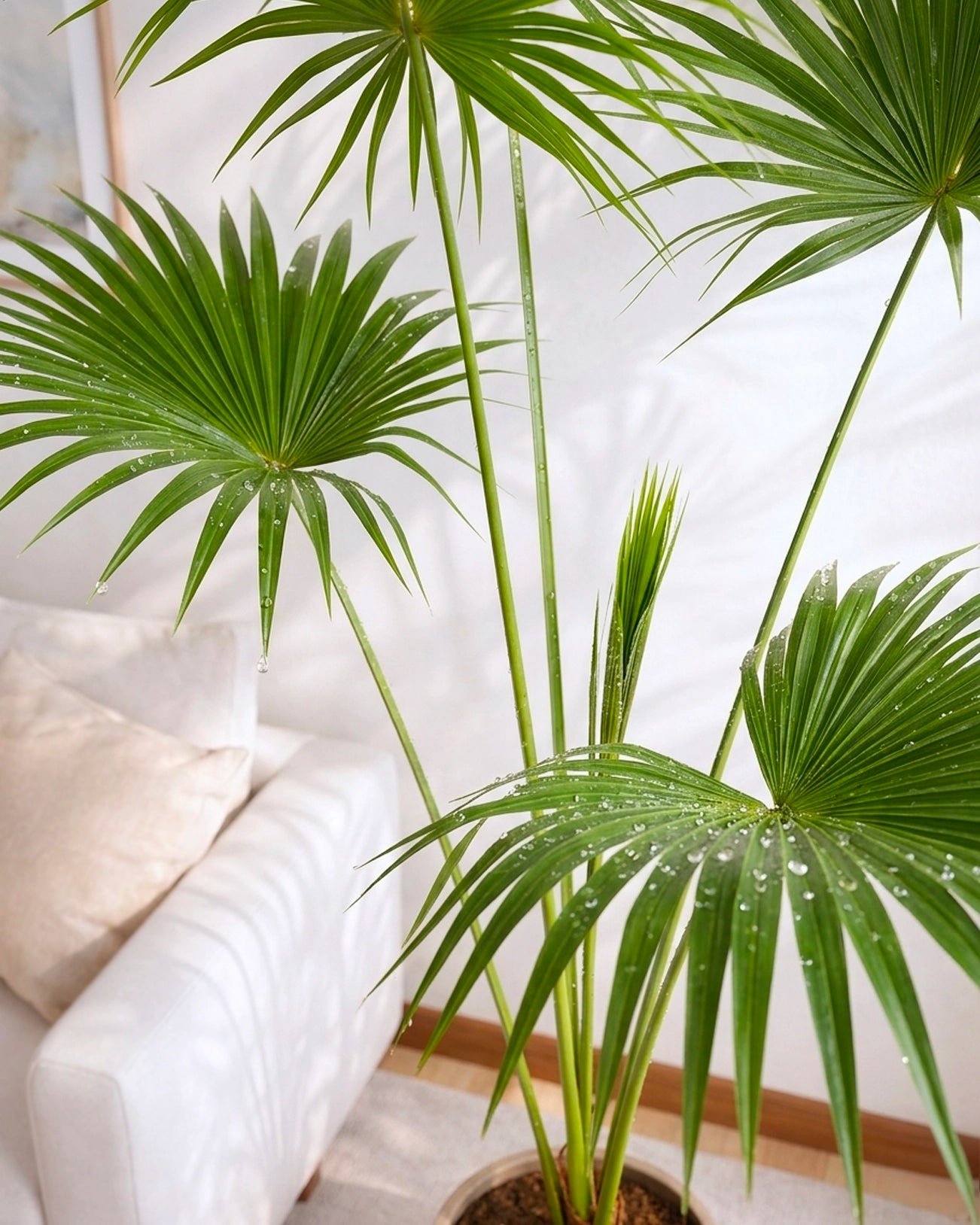 Chinese Fan Palm | 蒲葵