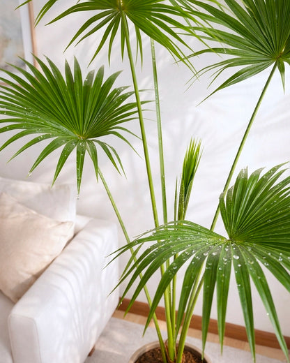 Chinese Fan Palm | 蒲葵