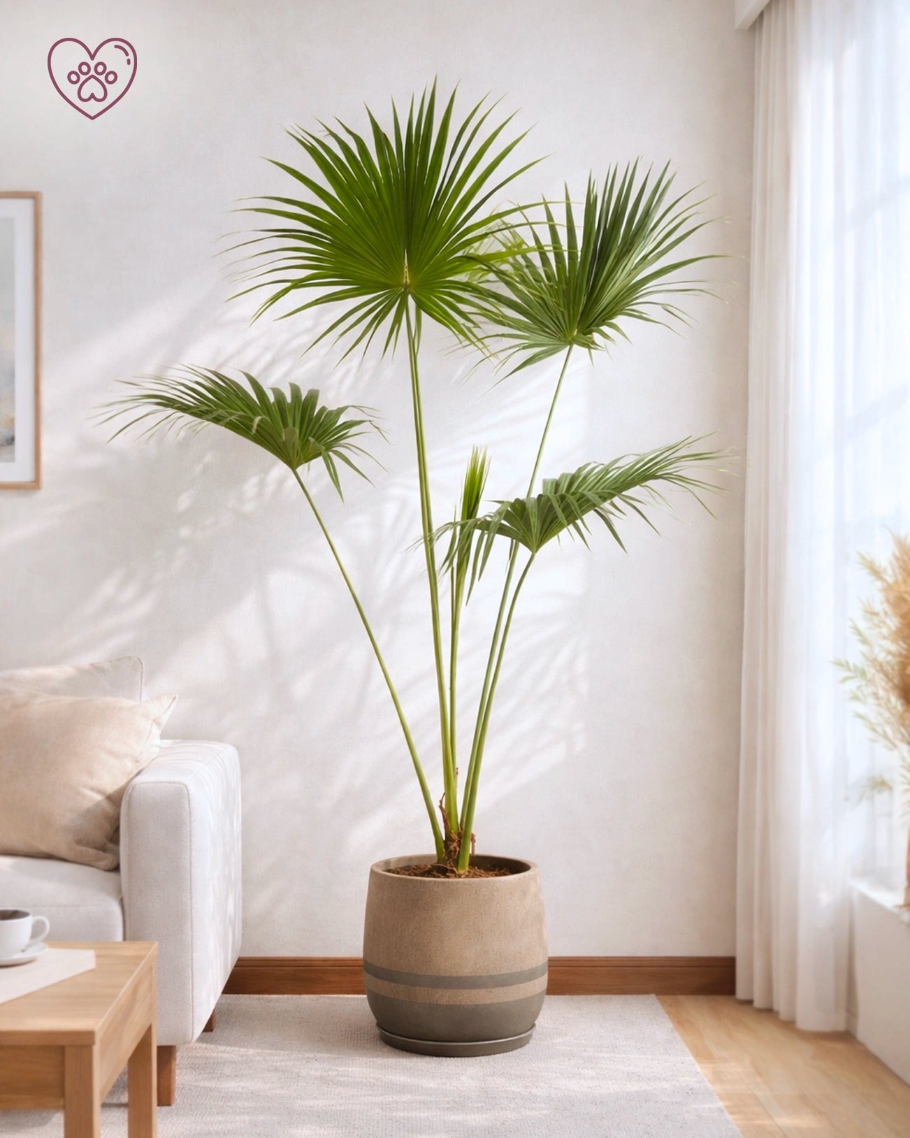 Chinese Fan Palm | 蒲葵