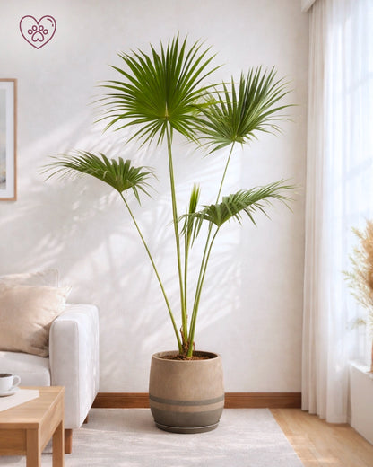 Chinese Fan Palm | 蒲葵
