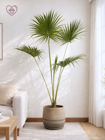 Chinese Fan Palm | 蒲葵