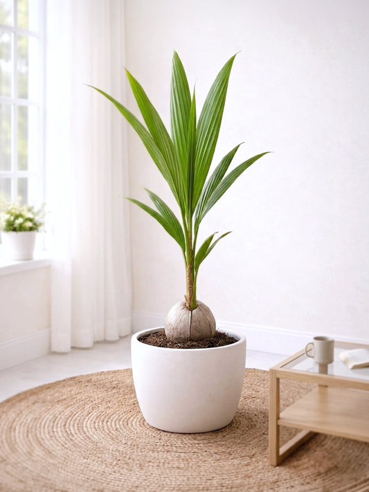 Coconut Palm | 椰子