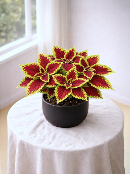Coleus | 彩葉子