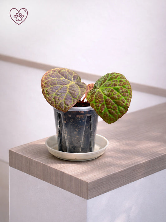 Colour-changing Foliage Type｜彩葉秋海棠